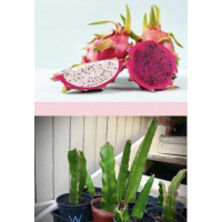 Red Dragon Fruit Plant