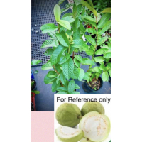 Sweet, Fragrant Indian White Guava with Soft Juicy Flesh – Ideal for Fresh Eating & Juices
