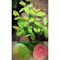 Guava – Thai Pink Guava