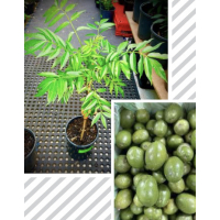 uscious, tart-sweet fruit