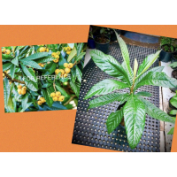 Luscious Beauty of Loquat