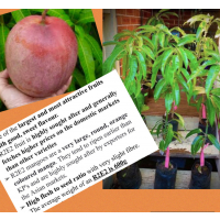 Large, Sweet & Juicy Australian Variety