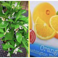 Washington Navel Orange Tree