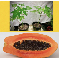PawPaw