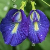 Sacred Blue Flowering Climber | Herbal Tea Plant | Fast Growing Vine
