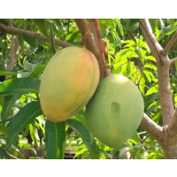 Ultra Sweet Tropical Dessert Mango
