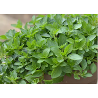 Fragrant Mediterranean Herb | Fresh Oregano for Sydney Kitchen Gardens & Home Cooking