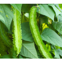 Fresh Winged Bean Plant for Sydney Home Vegetable Gardens