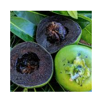 Black Sapote Maher Grafted