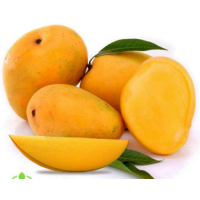 Grafted Kesar mango plant for early and reliable fruiting