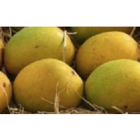 Premium Indian Mango with Sweet, Fibreless Fles