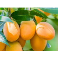 Raspuri Mango is a premium Indian mango variety, originating from the Uts region in Karnataka, India,