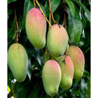 Juicy, sweet, and fibreless flesh Can be grown in large pots or garden soil