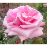 Elegant, Romantic Rose with Stunning Blooms & Strong Fragrance