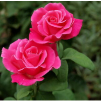 Soft Pink Climbing-Style Shrub Rose with Mass Flowering Habit