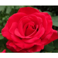 Striking Scarlet-Red Hybrid Tea Rose with Large Exhibition-Quality Blooms