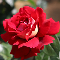 Unique Bicolour Hybrid Tea Rose with Purple-Red & Golden Yellow Contrast Blooms