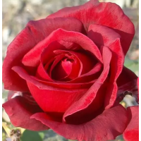 Soft Cream-Pink Hybrid Tea Rose with Elegant Large Fragrant Blooms