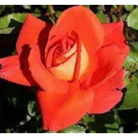 Bold Bi-Colour Hybrid Tea Rose with Vibrant Yellow & Red Striped Blooms