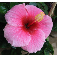 Large double pink blooms with lush tropical appeal