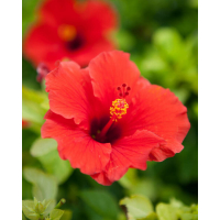 Bright single red blooms with classic tropical garden charm