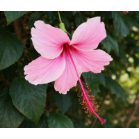 Delicate single pink blooms with soft tropical garden elegance