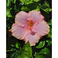 Soft pink single blooms with graceful tropical garden appeal