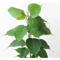 Sacred Bodhi tree with fast-growing large canopy