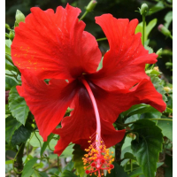 Bold single red blooms with classic tropical garden appeal