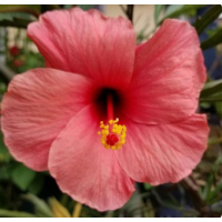 Compact hibiscus with soft pink blooms for small gardens