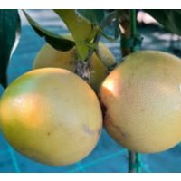 Juicy ruby grapefruit with sweet tangy flavour