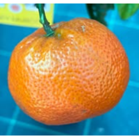 Exceptionally sweet mandarin with rich honey flavour