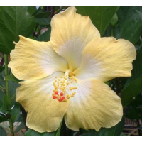 Rare hibiscus with soft lemon yellow island blooms