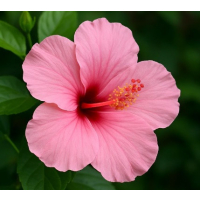 Simple single pink blooms with classic tropical garden charm