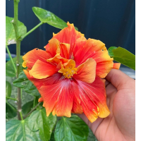 Bold multi-petal orange blooms with vibrant tropical appeal