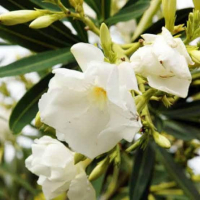 (White Double Large Flower)
