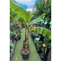 Sweet dessert bananas with fast tropical growth habit