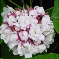 Highly fragrant jasmine ideal for garlands, पूजा, and décor