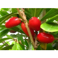 Sweetness-Altering Tropical Berry Plant
