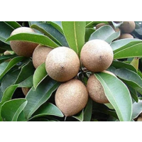 Manilkara zapota - Sweet