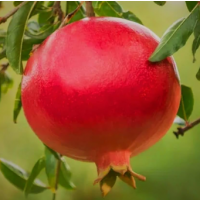 Sweet juicy red arils with high yielding fruit