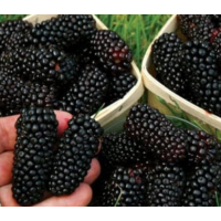 Sweet, Juicy Mulberries