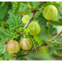 Thornless gooseberry with sweet juicy high yielding fruit
