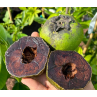 Chocolate pudding like fruit with rich tropical flavour