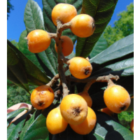 Large sweet golden fruit with juicy tropical flavour