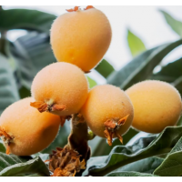 Early season sweet loquat with juicy aromatic fruit