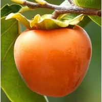 Sweet crisp non-astringent persimmon ready to eat fresh