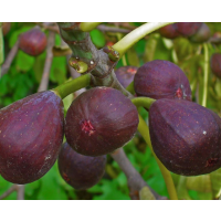 Fig Red Conadria grafted Ficus carica red fig fruit tree