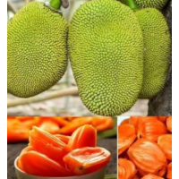 Sweet crunchy jackfruit with tropical rich flavour