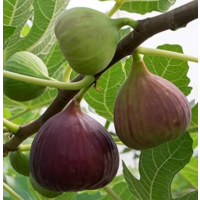Sweet brown figs with rich juicy Mediterranean flavour